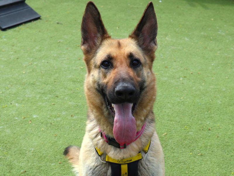 Sasha | German Shepherd Dog | Harefield West London - 3