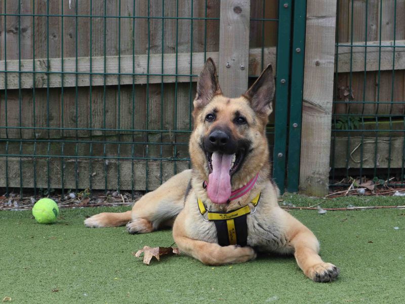 Sasha | German Shepherd Dog | Harefield West London - 2