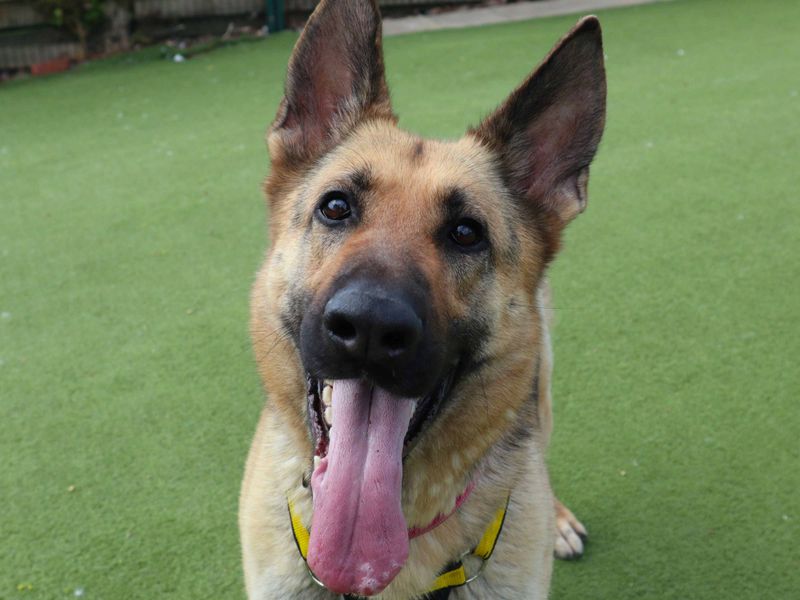 Sasha | German Shepherd Dog | Harefield West London - 1