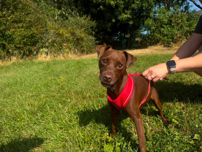 Bailey | Terrier (Patterdale) | Bridgend (Wales) - 1