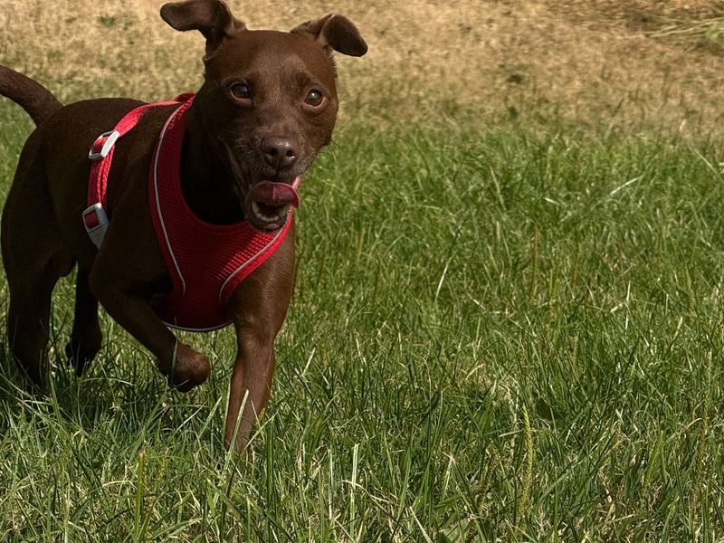 Bailey | Terrier (Patterdale) | Bridgend (Wales) - 3
