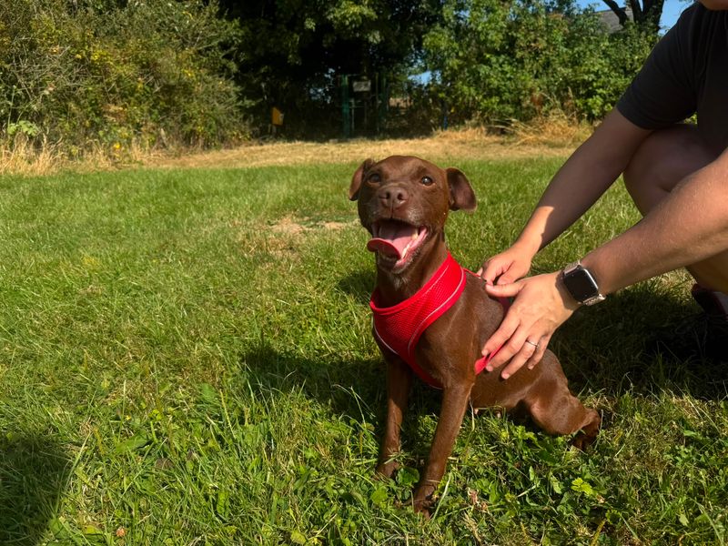 Bailey | Terrier (Patterdale) | Bridgend (Wales) - 2