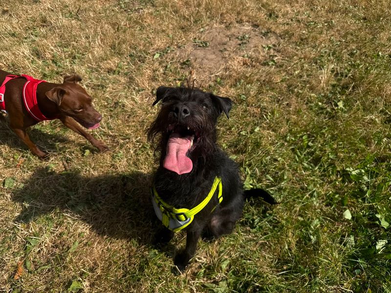 Milo | Terrier (Patterdale) | Bridgend (Wales) - 1