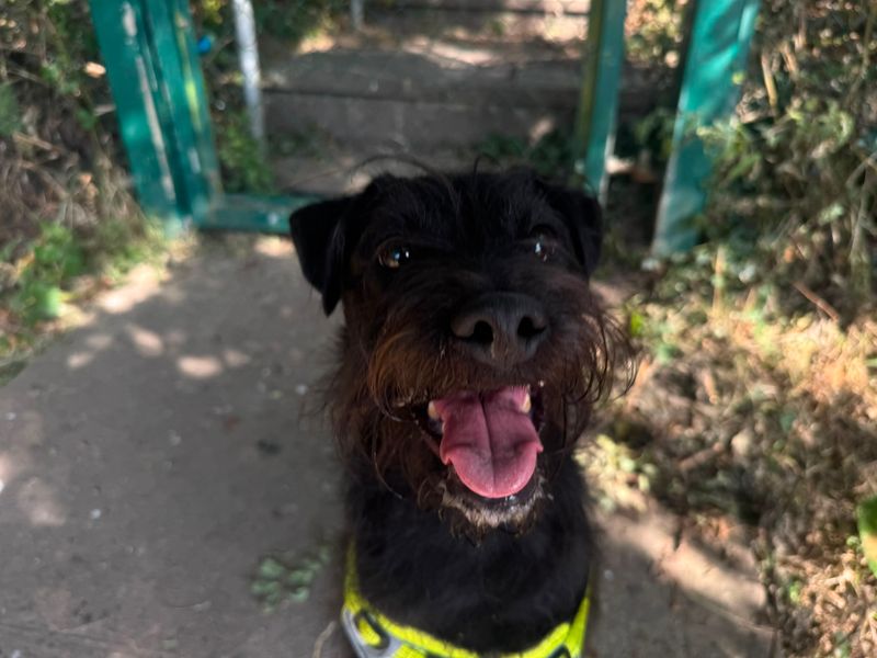 Milo | Terrier (Patterdale) | Bridgend (Wales) - 2