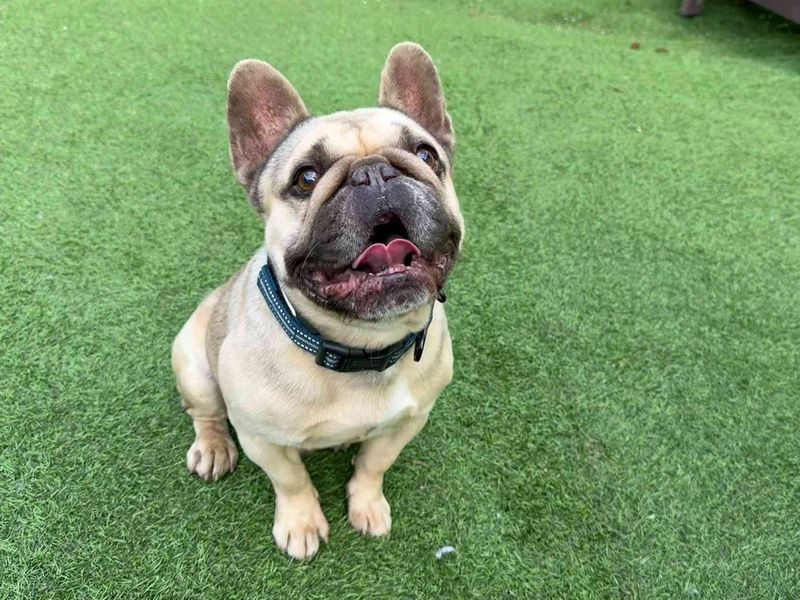 Oscar | French Bulldog | West Calder (Edinburgh) - 4