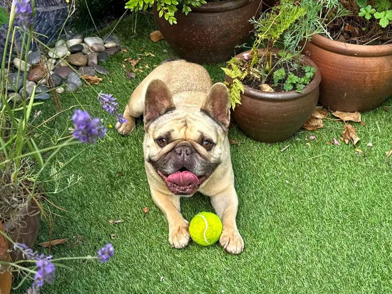 Oscar | French Bulldog | West Calder (Edinburgh) - 1