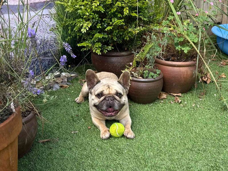 Oscar | French Bulldog | West Calder (Edinburgh) - 3