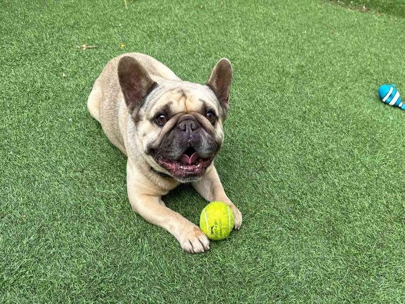 Oscar | French Bulldog | West Calder (Edinburgh) - 6
