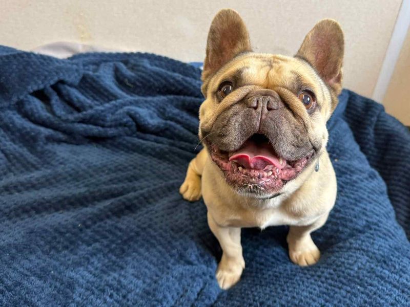 Oscar | French Bulldog | West Calder (Edinburgh) - 5