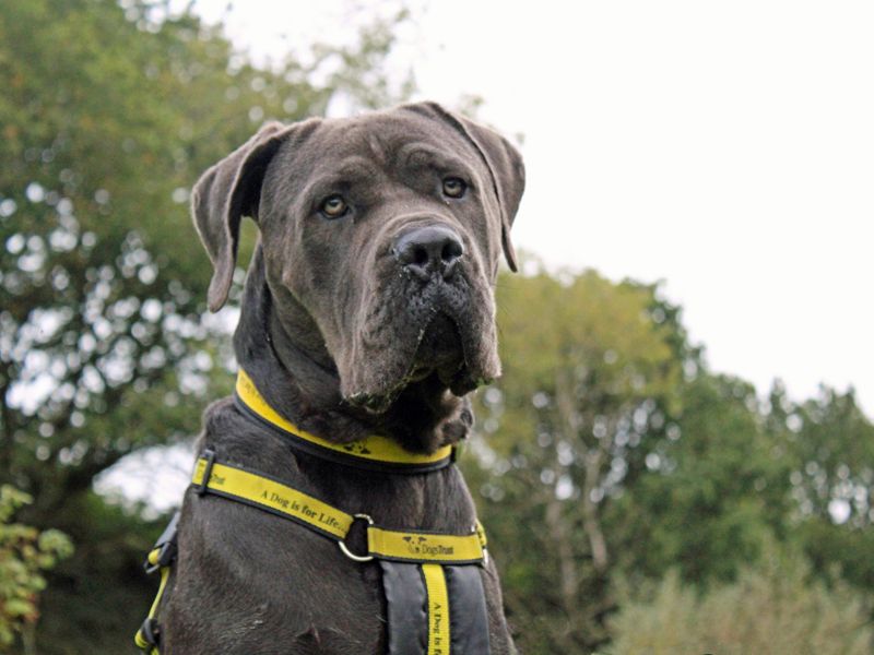 Lenny | Italian Corso Dog | Merseyside (Liverpool) - 1