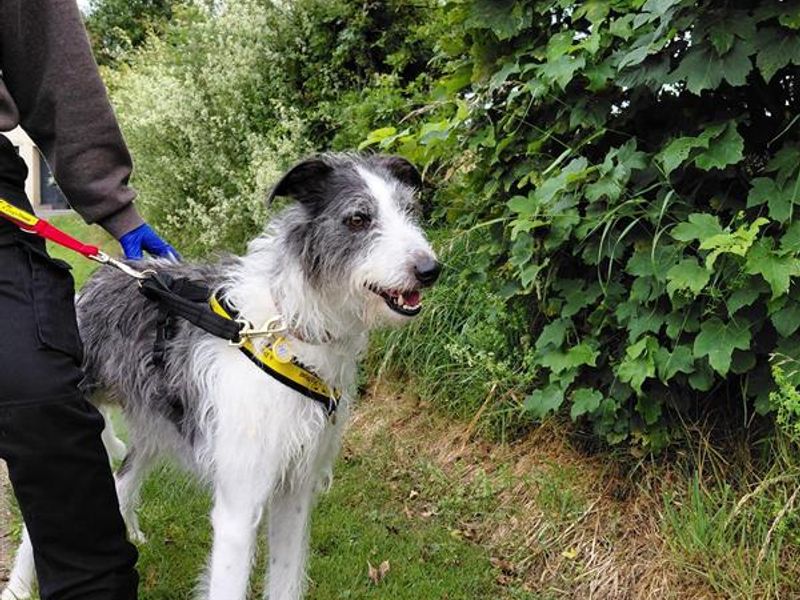 Scruf | Lurcher | Cumbria - 1