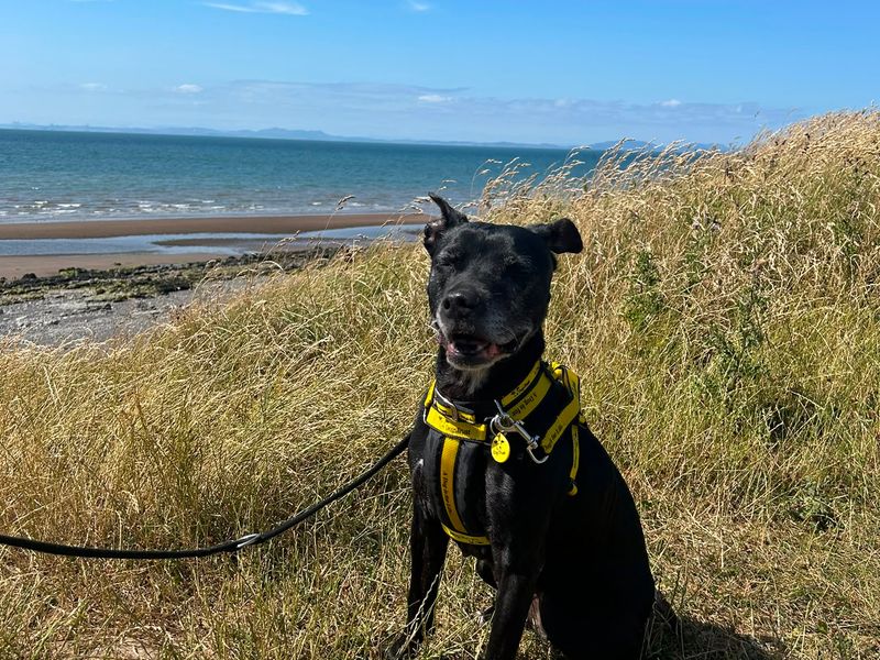 Princess | Terrier (Staffordshire Bull) | Cumbria - 3