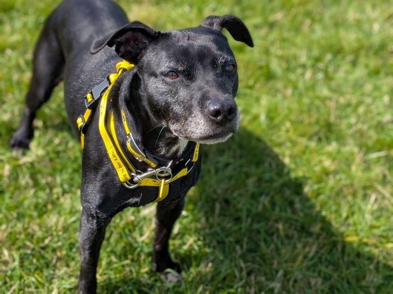 Princess | Terrier (Staffordshire Bull) | Cumbria - 2