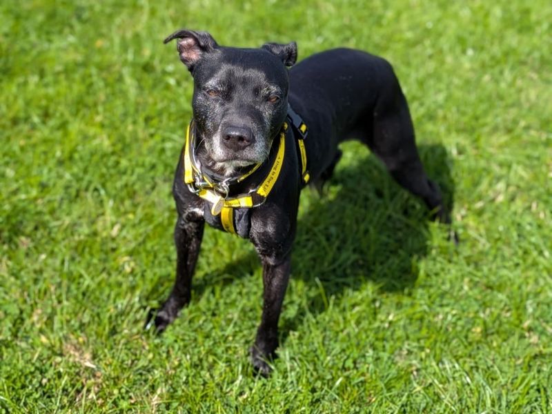 Princess | Terrier (Staffordshire Bull) | Cumbria - 5