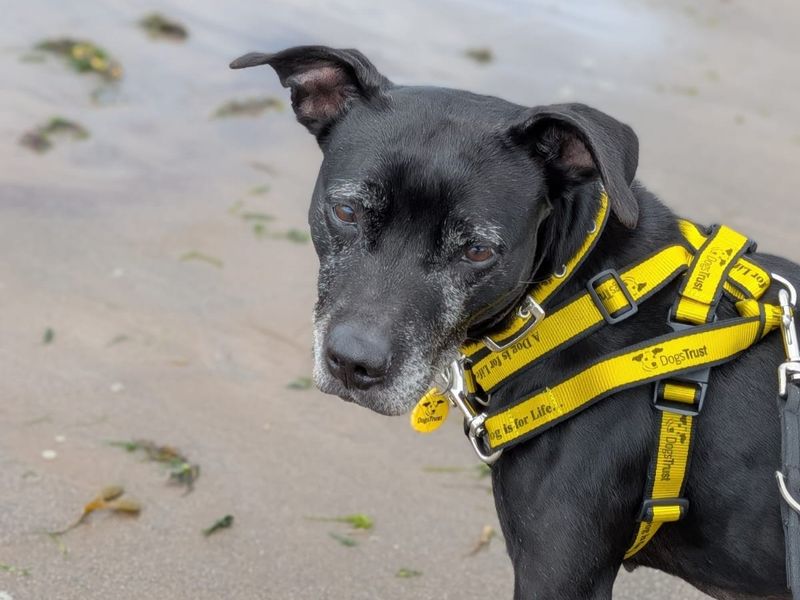 Princess | Terrier (Staffordshire Bull) | Cumbria - 4