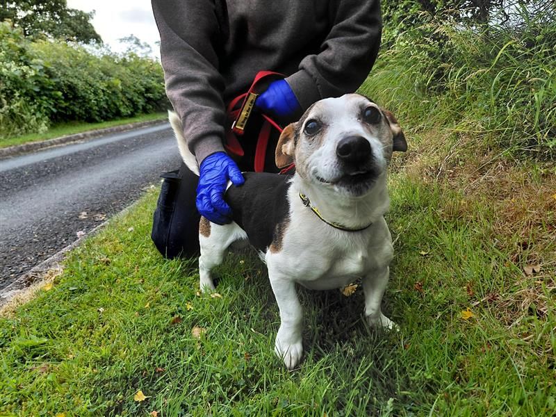Bobby | Terrier (Jack Russell) | Cumbria - 1