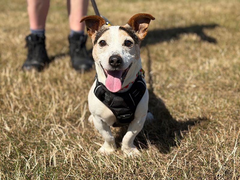 Bobbie | Terrier (Jack Russell) | Leeds - 2