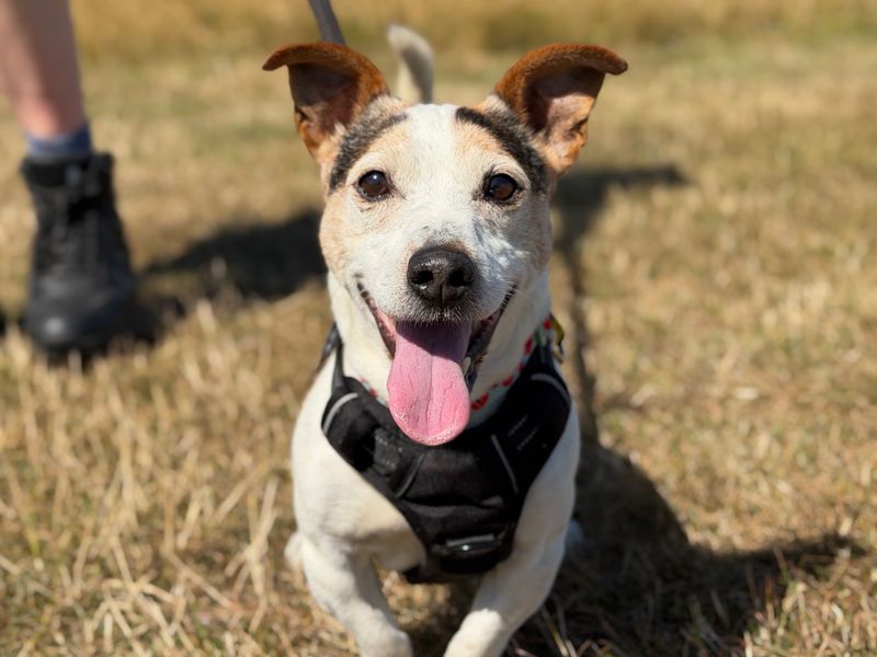 Bobbie | Terrier (Jack Russell) | Leeds - 1
