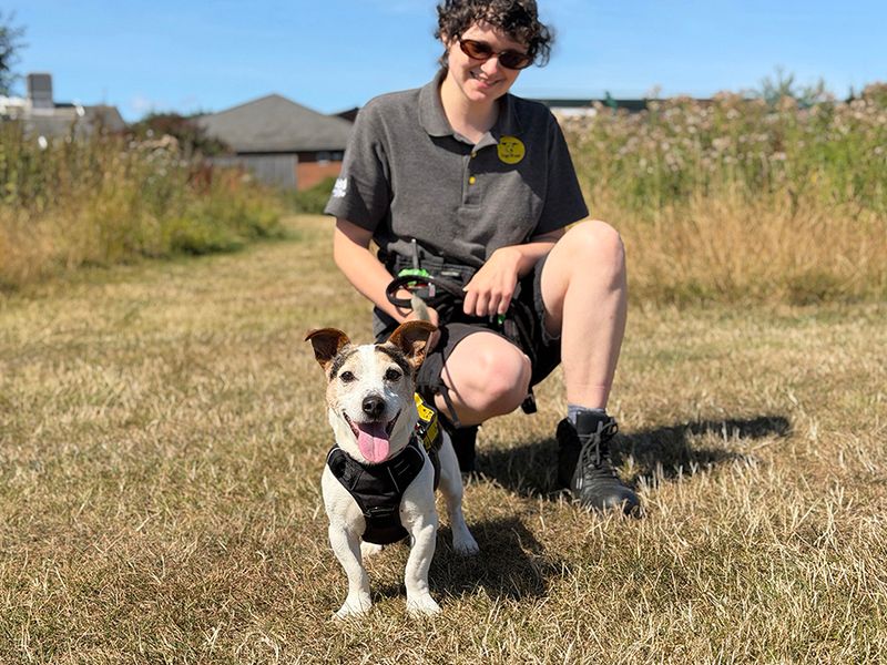 Bobbie | Terrier (Jack Russell) | Leeds - 3