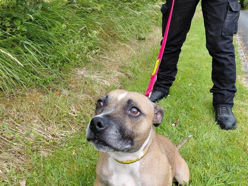 Delilah | Terrier (Staffordshire Bull) | Cumbria - 1