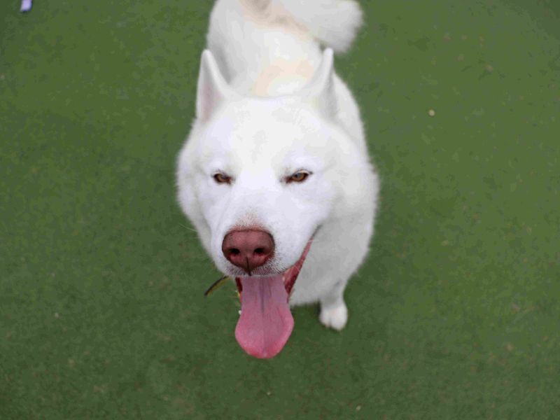 Nevada | Siberian Husky | Glasgow - 3