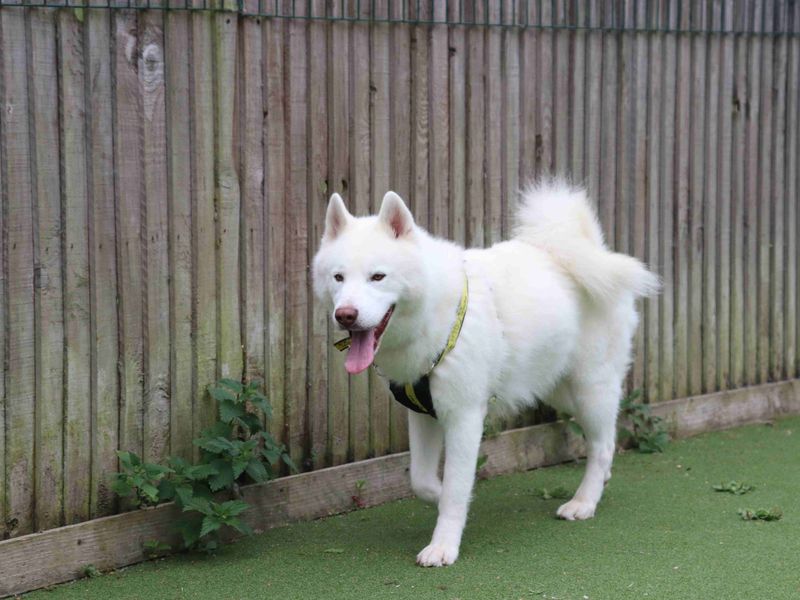 Nevada | Siberian Husky | Glasgow - 4
