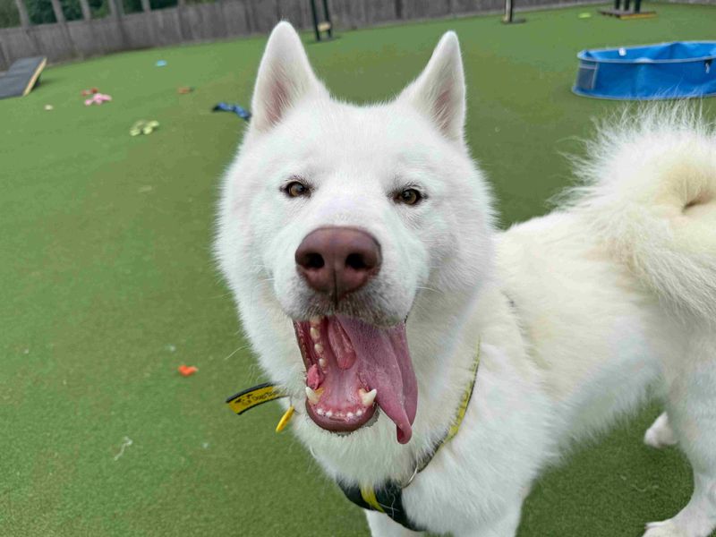 Nevada | Siberian Husky | Glasgow - 2