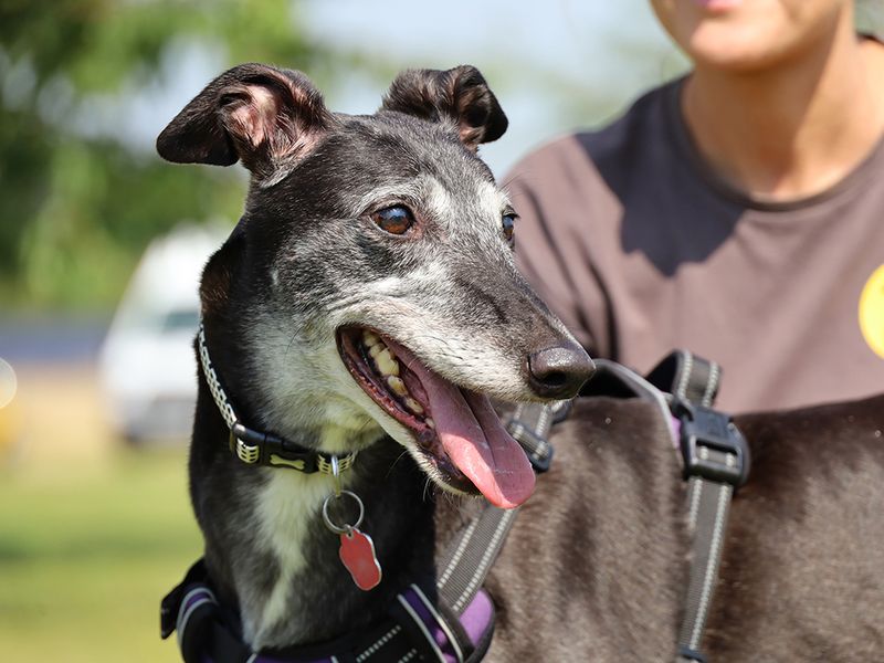 Diva | Greyhound | Leeds - 3