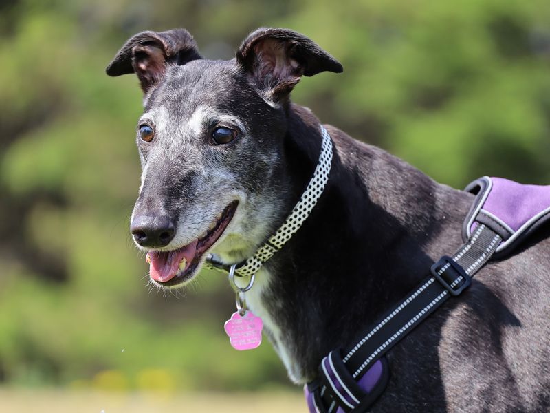 Diva | Greyhound | Leeds - 1