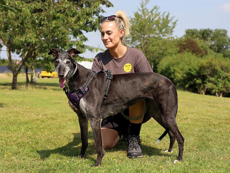 Diva | Greyhound | Leeds - 2