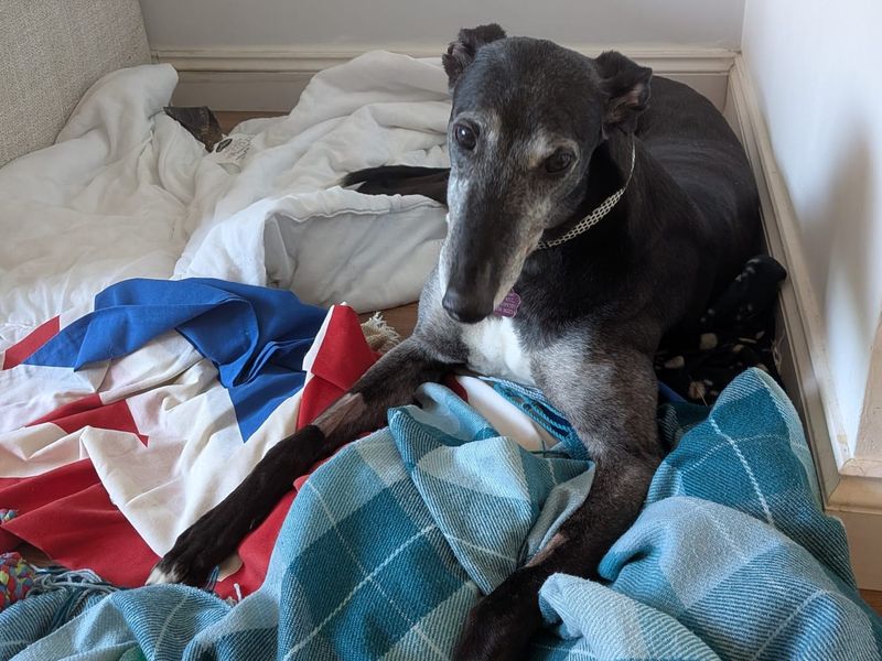 Diva | Greyhound | Leeds - 5