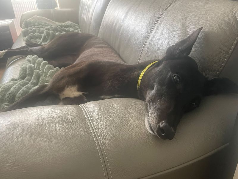 Murphy | Greyhound | Leeds - 1