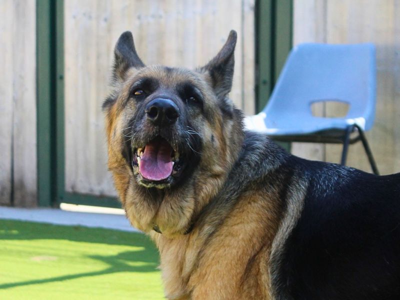 Harley | German Shepherd Dog | Manchester - 3