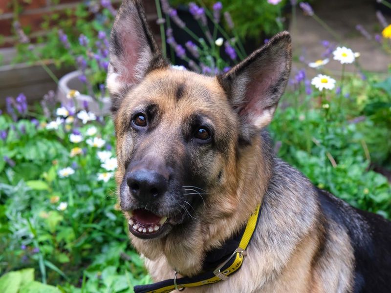 Harley | German Shepherd Dog | Manchester - 4