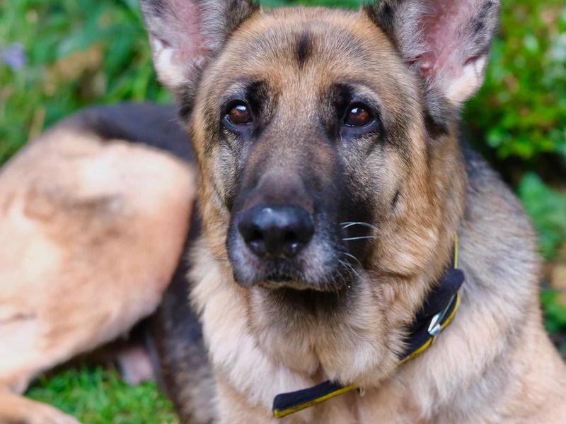 Harley | German Shepherd Dog | Manchester - 5