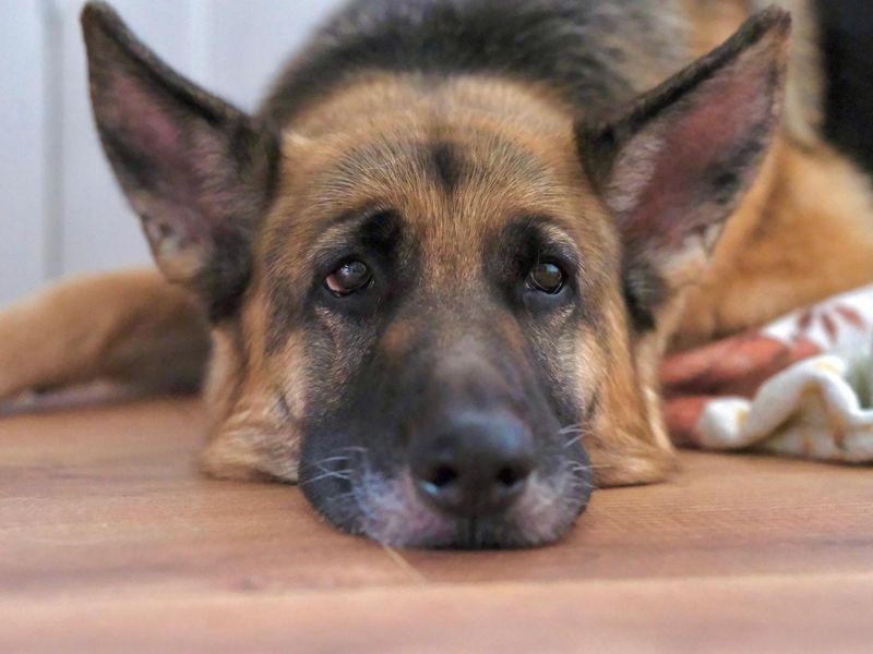 Harley | German Shepherd Dog | Manchester - 2