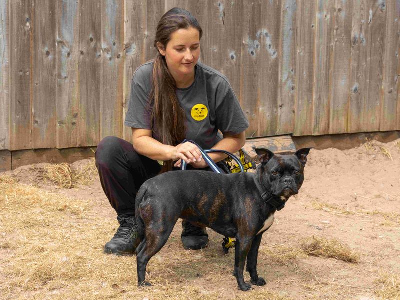 Pippa | French Bulldog Cross | Loughborough - 2