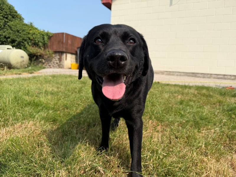 Pepper | Retriever (Labrador) | Bridgend (Wales) - 1