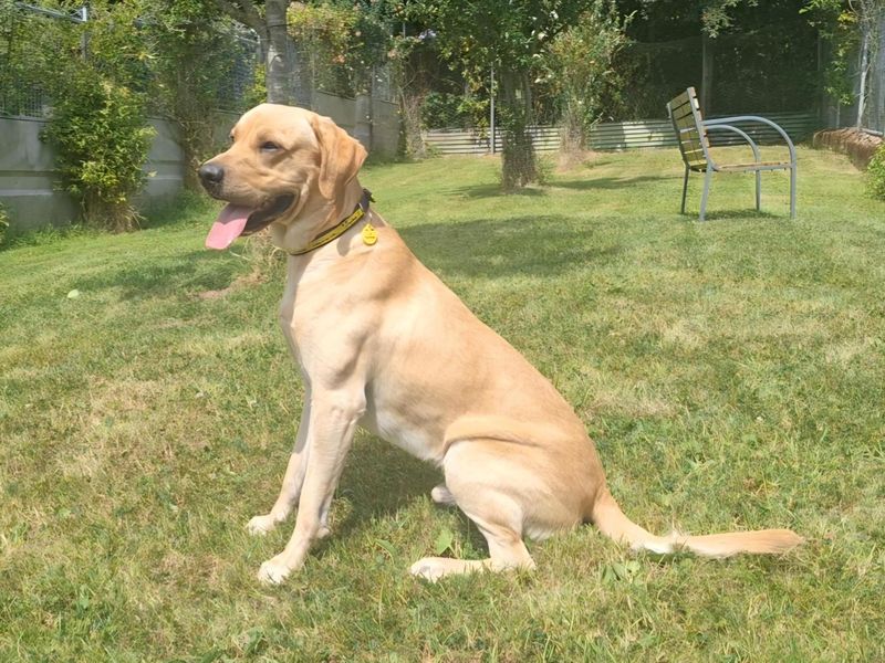 Jasper | Retriever (Labrador) | Cumbria - 1