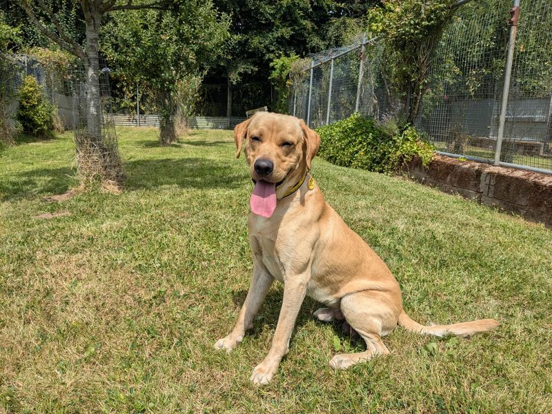 Jasper | Retriever (Labrador) | Cumbria - 2
