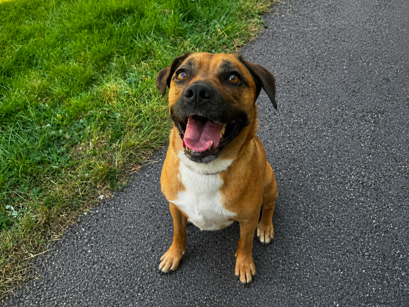 Chi Chi | Terrier (Staffordshire Bull) | Bridgend (Wales) - 1