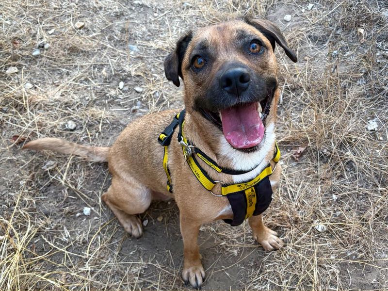 Chi Chi | Terrier (Staffordshire Bull) Cross | Snetterton (Norfolk) - 2