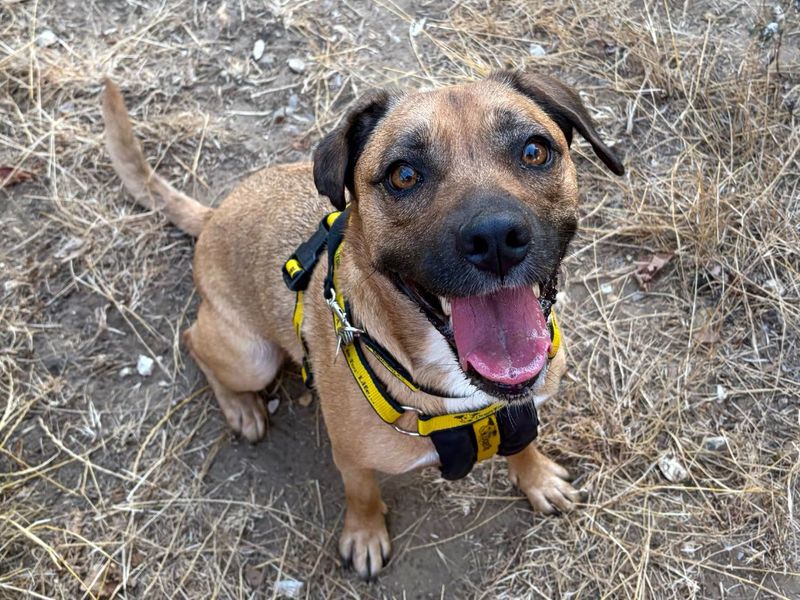 Chi Chi | Terrier (Staffordshire Bull) Cross | Snetterton (Norfolk) - 6