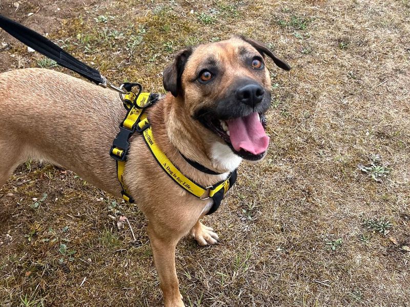 Chi Chi | Terrier (Staffordshire Bull) Cross | Snetterton (Norfolk) - 4