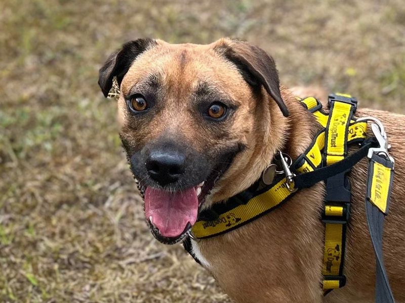 Chi Chi | Terrier (Staffordshire Bull) Cross | Snetterton (Norfolk) - 5