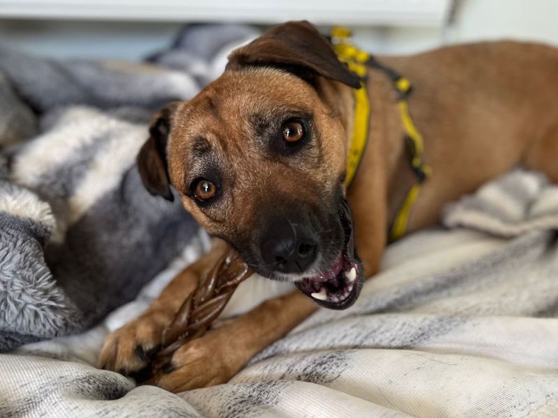 Chi Chi | Terrier (Staffordshire Bull) Cross | Snetterton (Norfolk) - 3