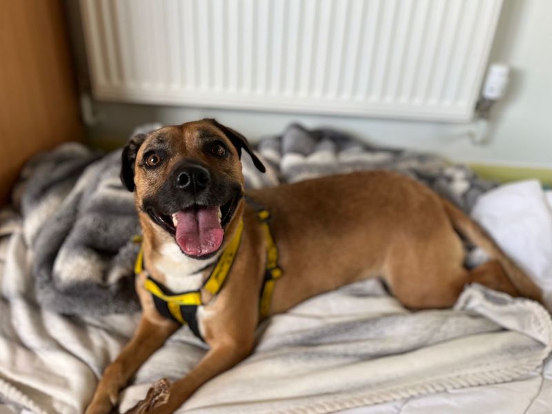 Chi Chi | Terrier (Staffordshire Bull) Cross | Snetterton (Norfolk) - 7