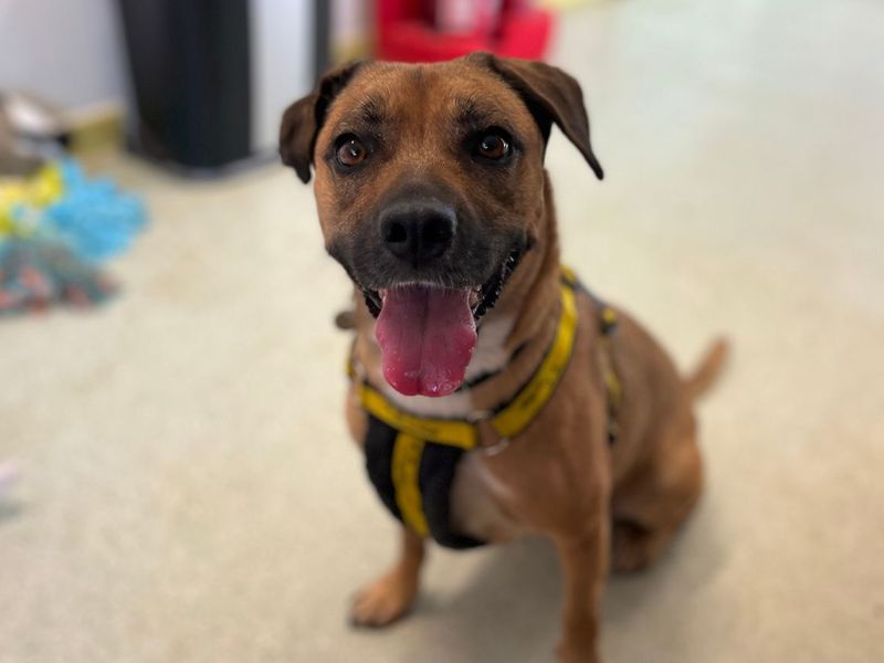 Chi Chi | Terrier (Staffordshire Bull) Cross | Snetterton (Norfolk) - 8