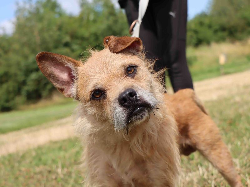 Tango | Terrier (Border) Cross | Darlington - 1