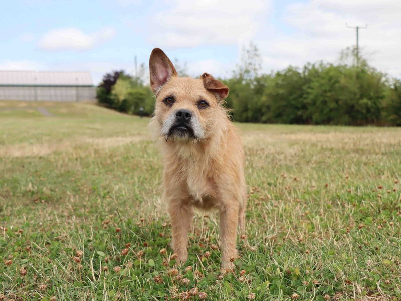Tango | Terrier (Border) Cross | Darlington - 2